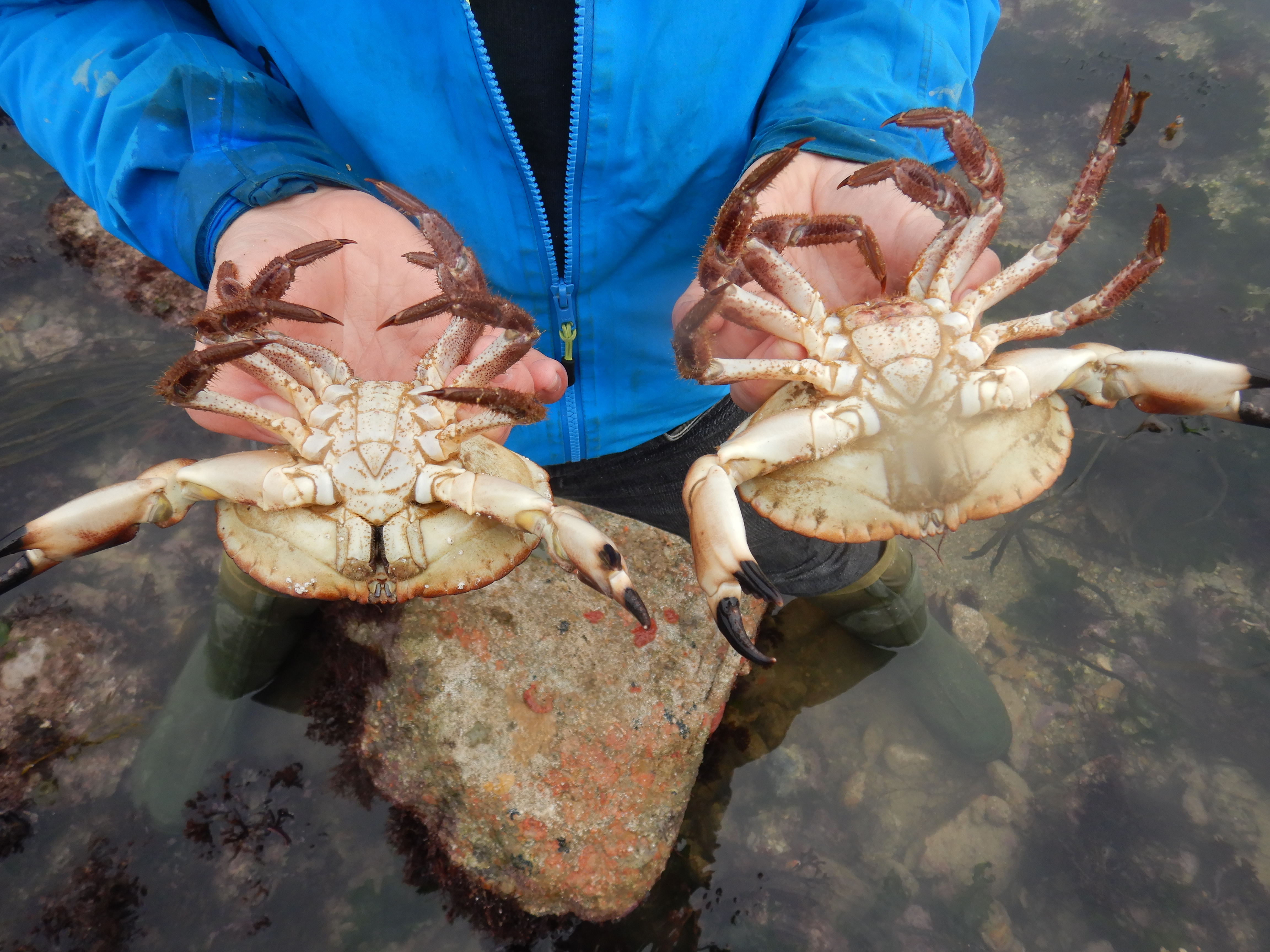 A male (left) and a female (right) Chancre Crab, recorded during a crab survey.