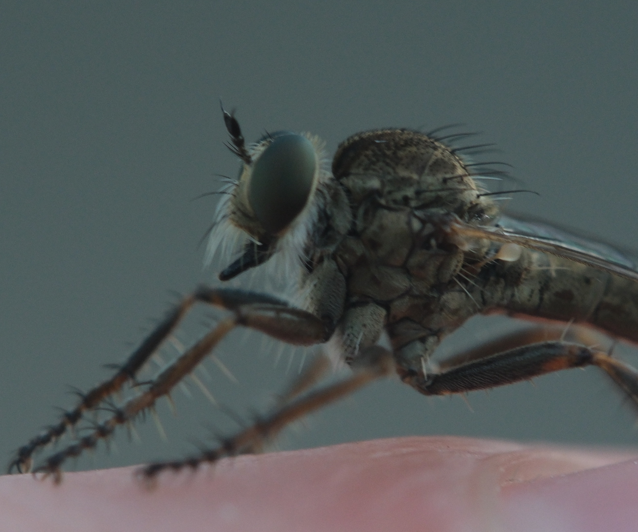 Kite-tailed Robberfly - Matt Lewis