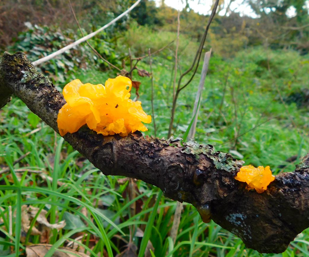 Witches' Butter (credit: Poppy Emmens)