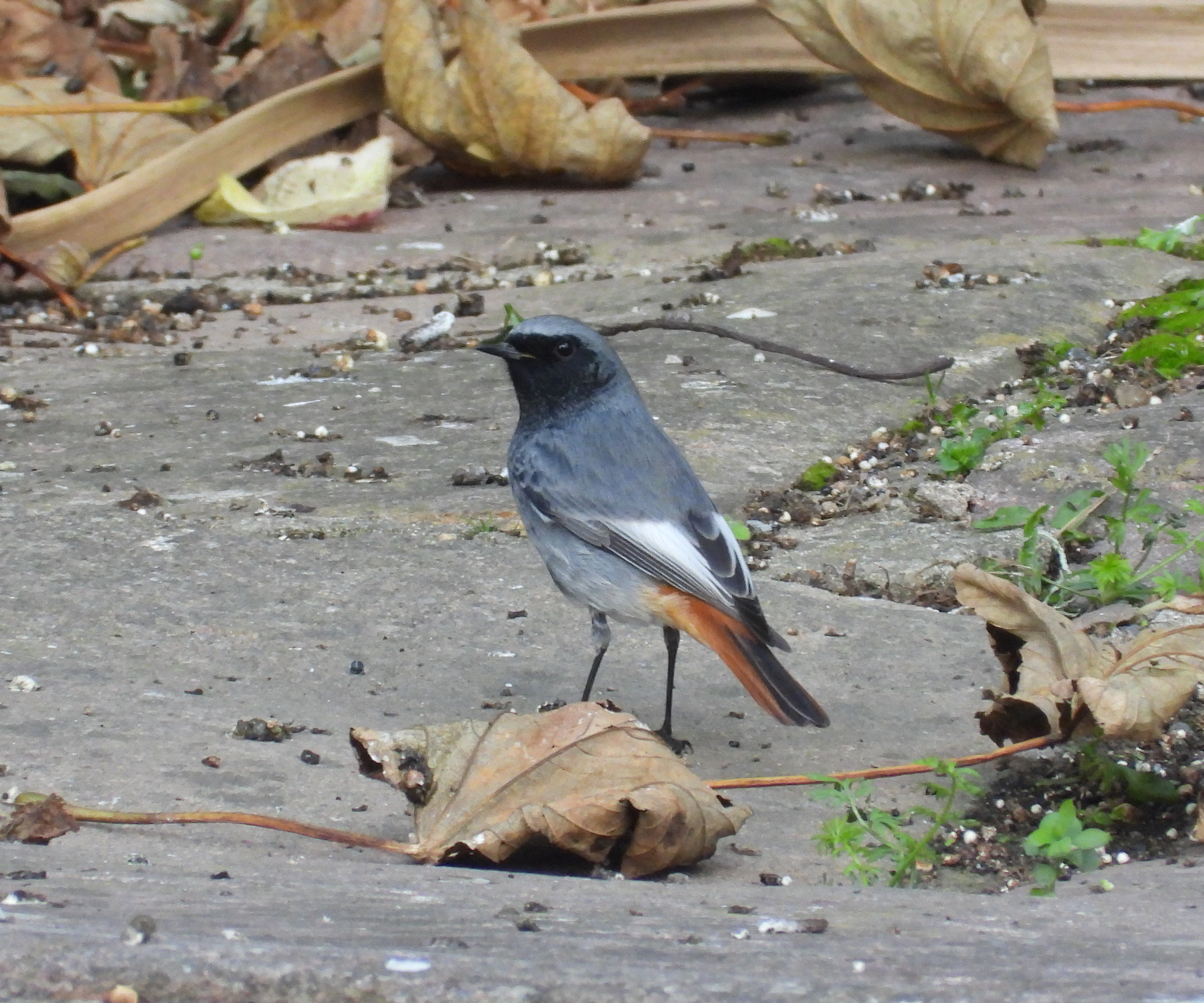 Black Redstart (credit: Daniel Whitelegg)