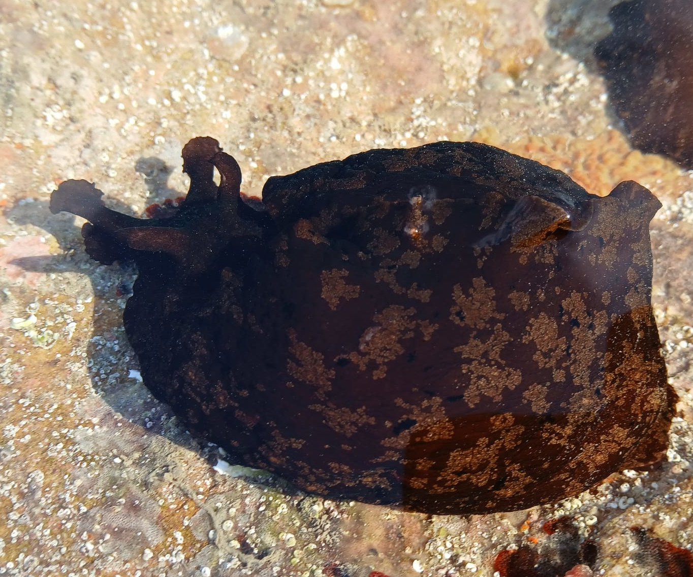 Sea Hare (CC:Nicholas Jouault)