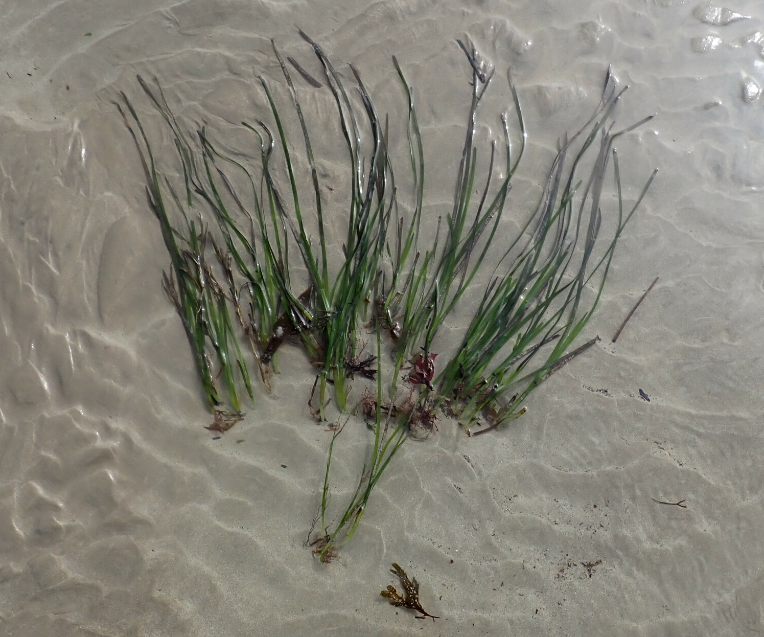 Zostera Marina CC-BY-NC Nicolas Jouault