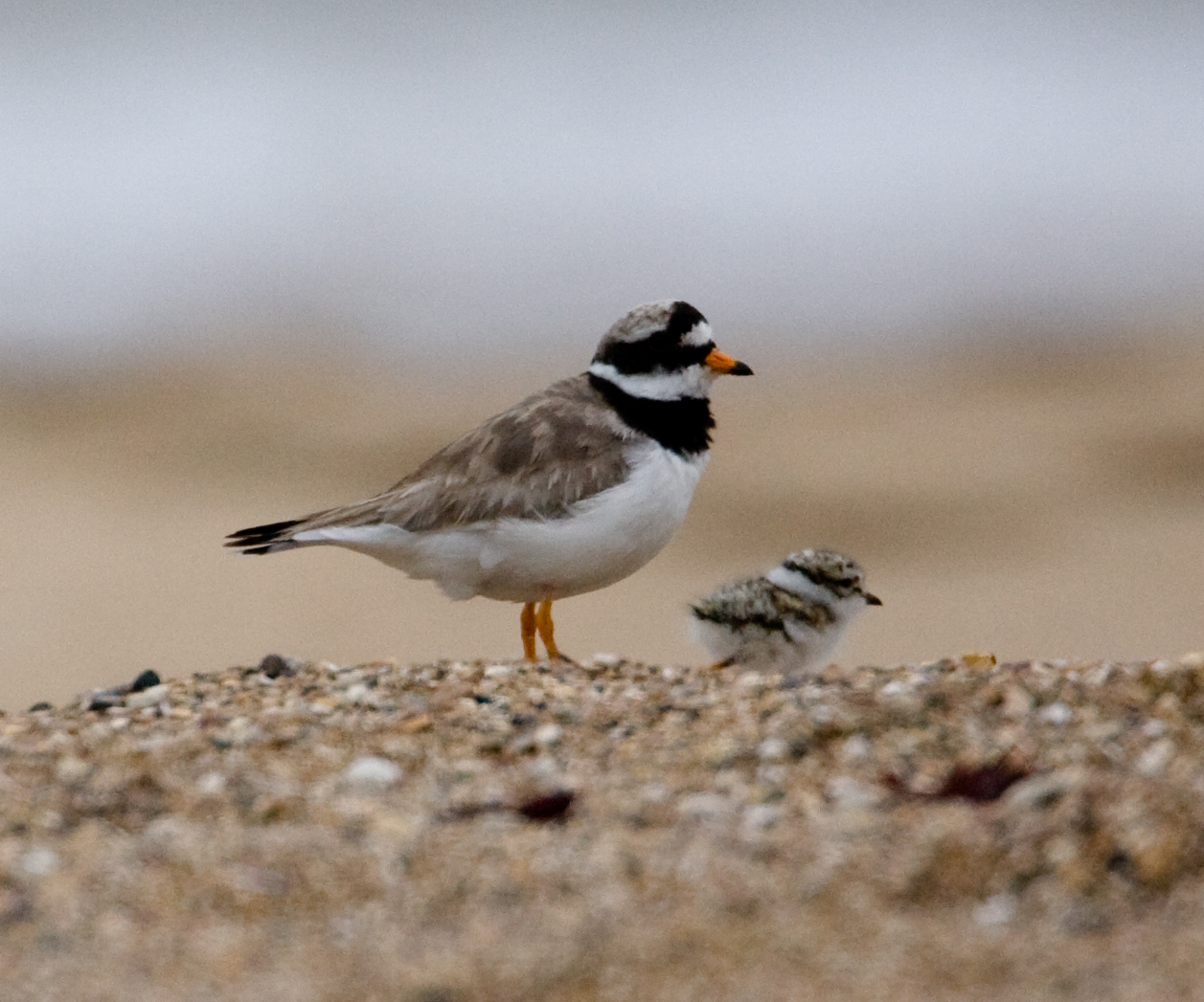Ringed Plover Card