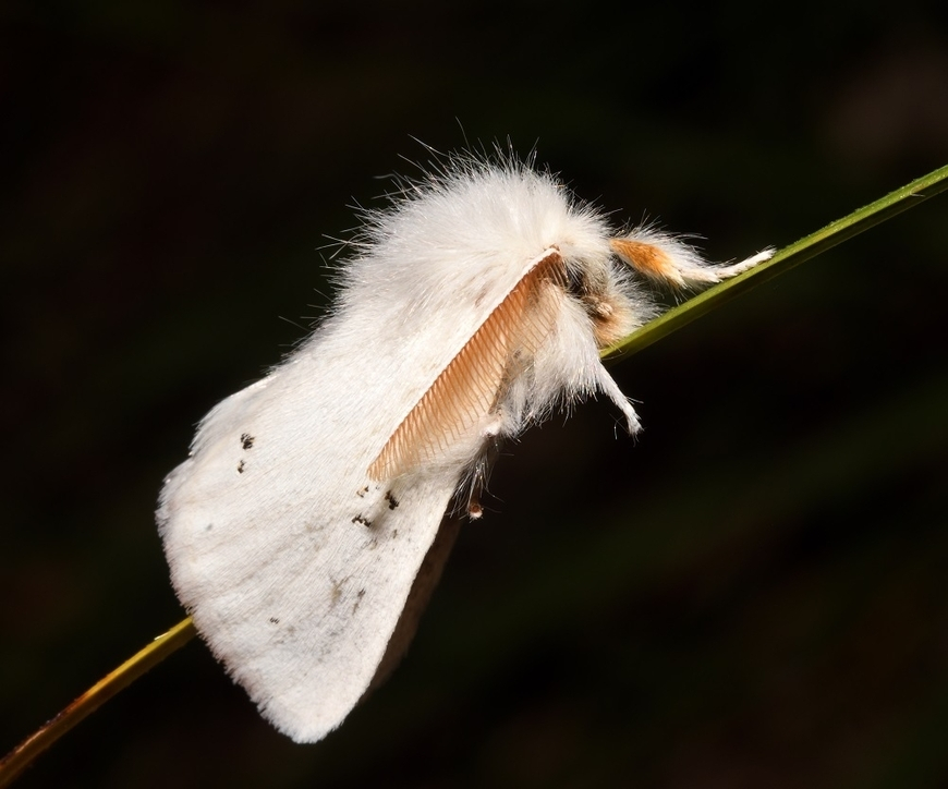 brown-tail moth CC-BY-NC Luca Sattin