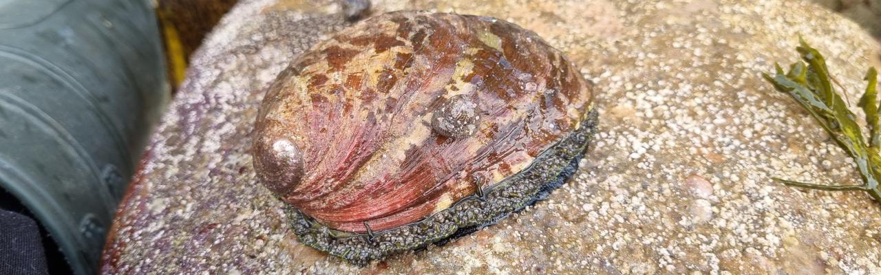 Green Ormer (credit: Alex Purdie)