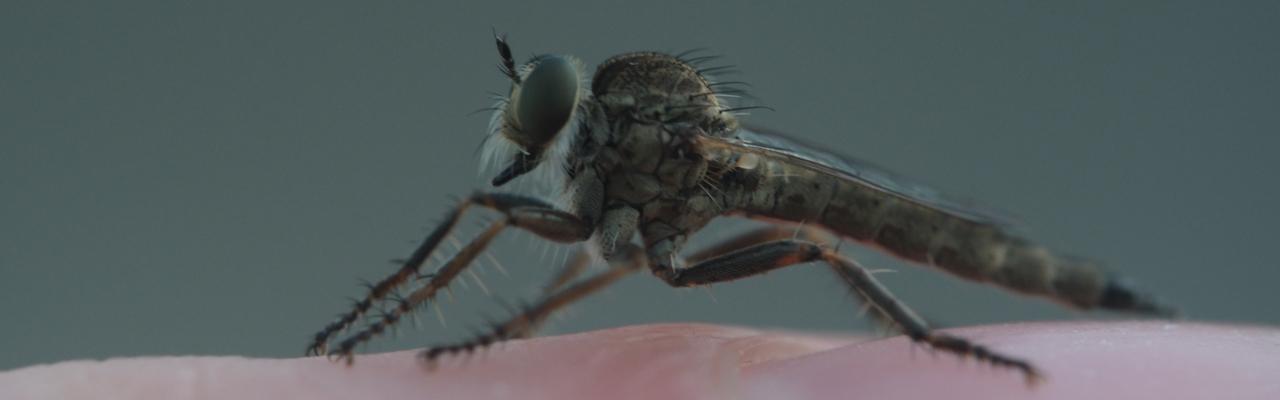 Kite-tailed Robberfly (credit: Matt Lewis)