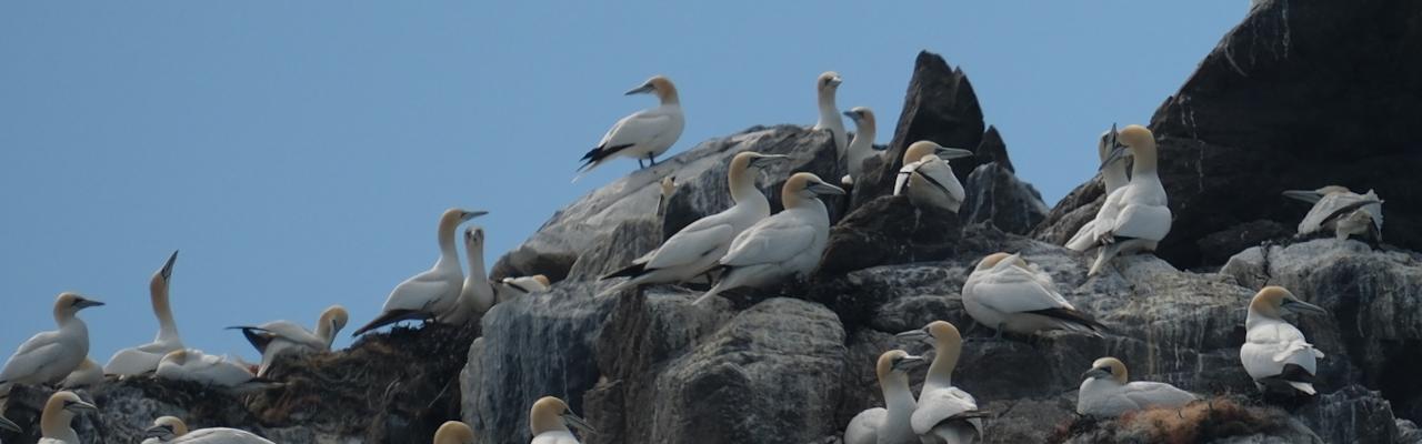 Les Etacs Gannetry (credit: Matt Lewis)