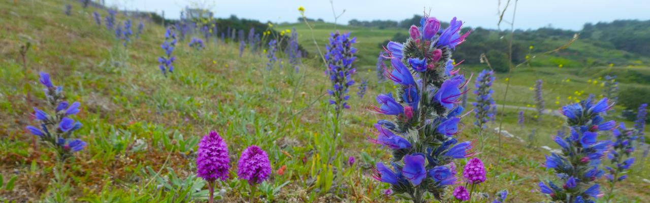 Vipers-bugloss and Pyramidal Orchids (credit: Lindsay Pyne)