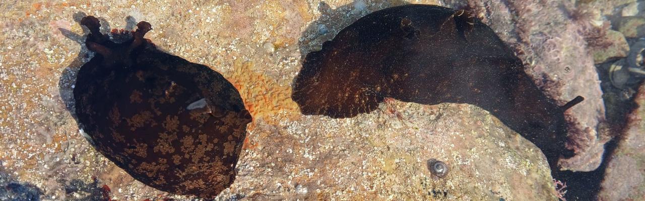 Sea Hare (CC:Nicholas Jouault)