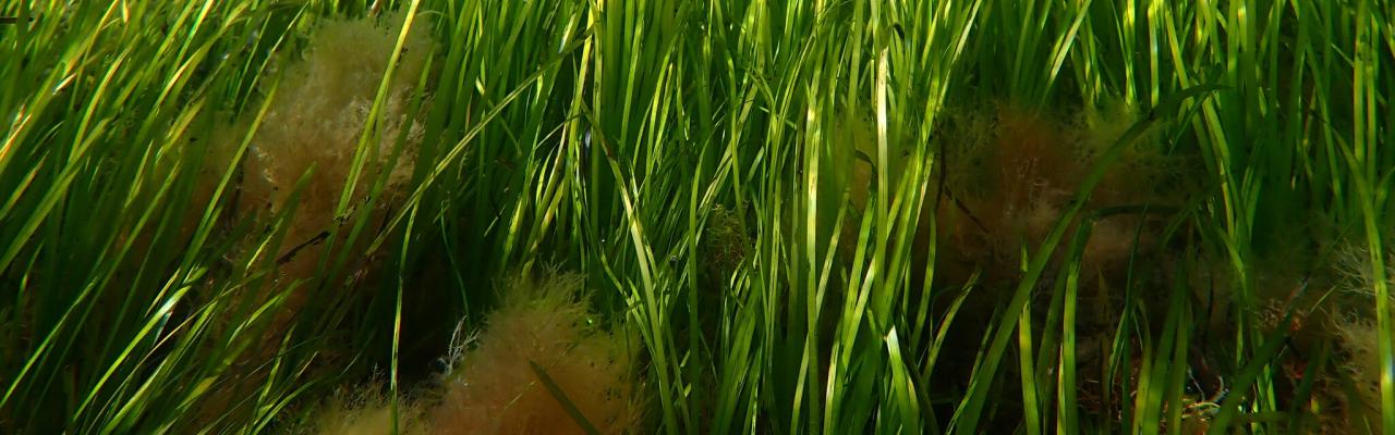 Zostera Marina CC-BY-NC Nicolas Jouault