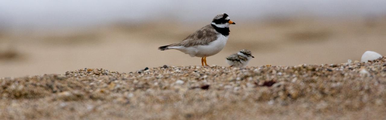 Banner Picture of Ringed plover and chick