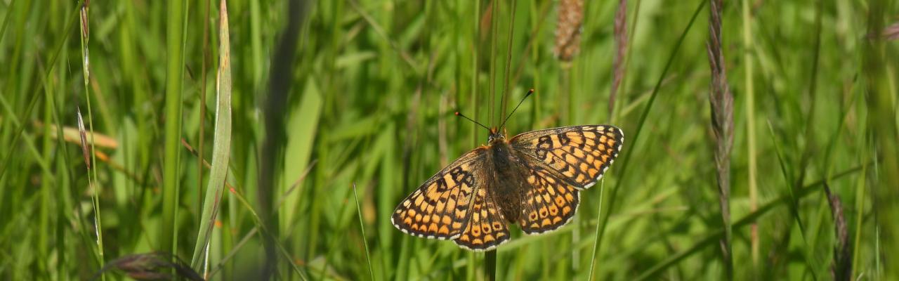 Glanville Fritillary Butterfly 