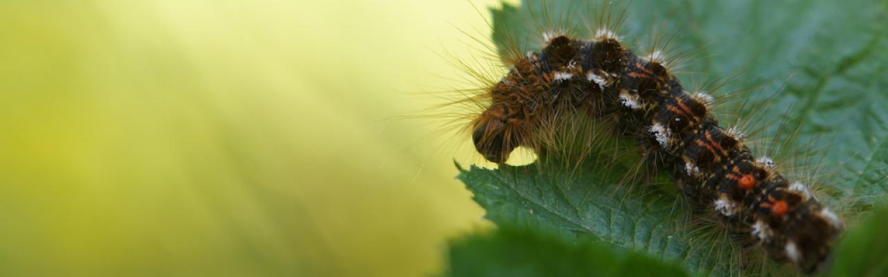 Brown-tail moth CC-BY-NC Corinnah